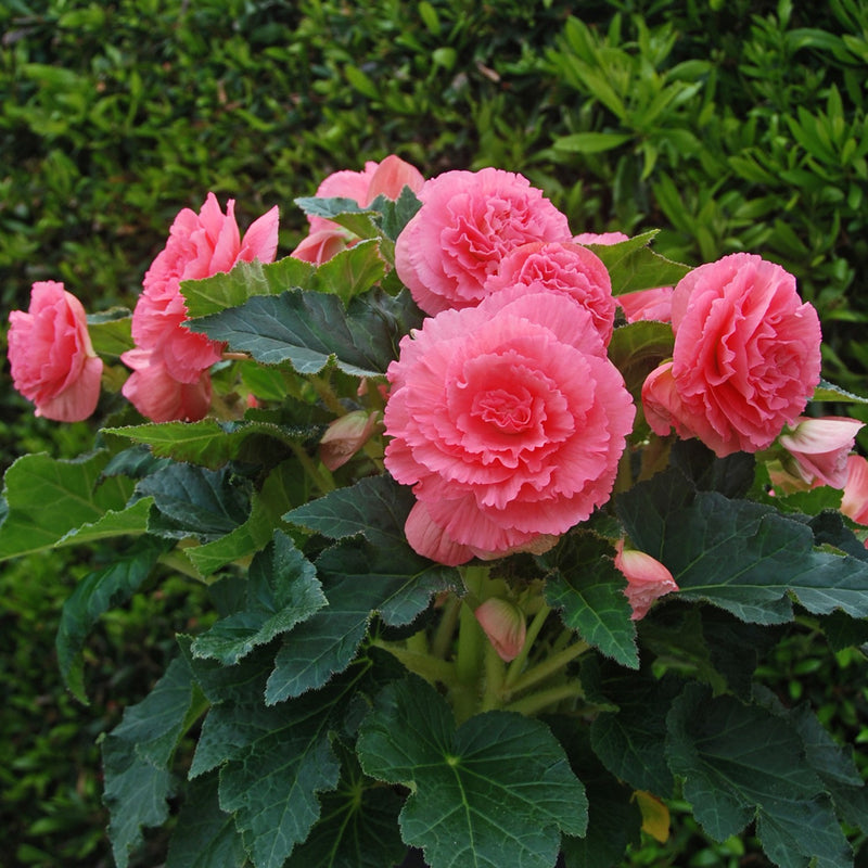 Begonia Giant Ruffled Pink