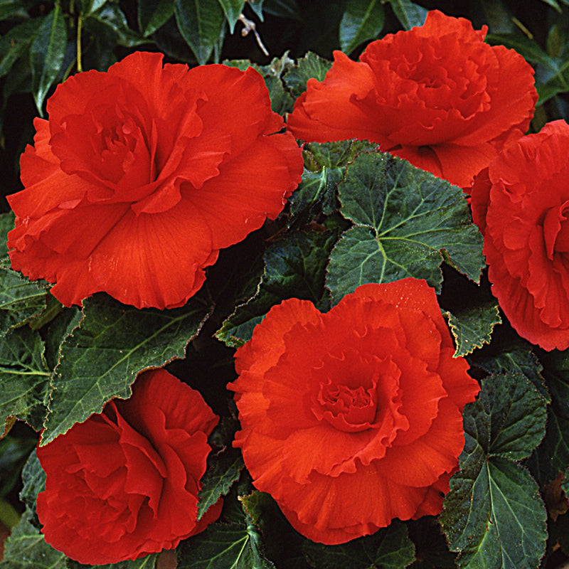 Begonia Giant Ruffled Red