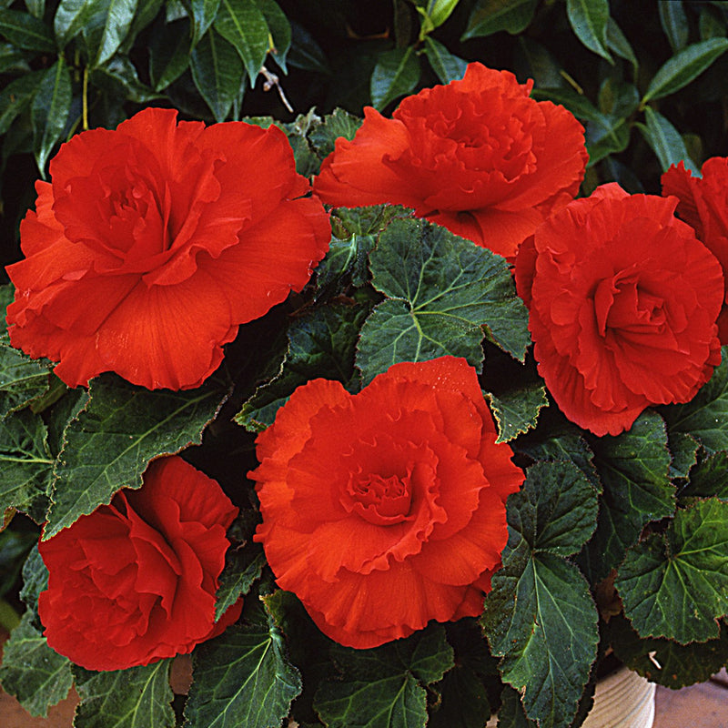 Begonia Giant Ruffled Red