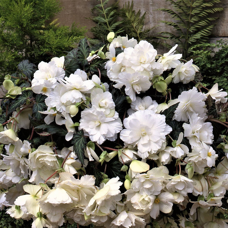 Begonia Hanging Basket White