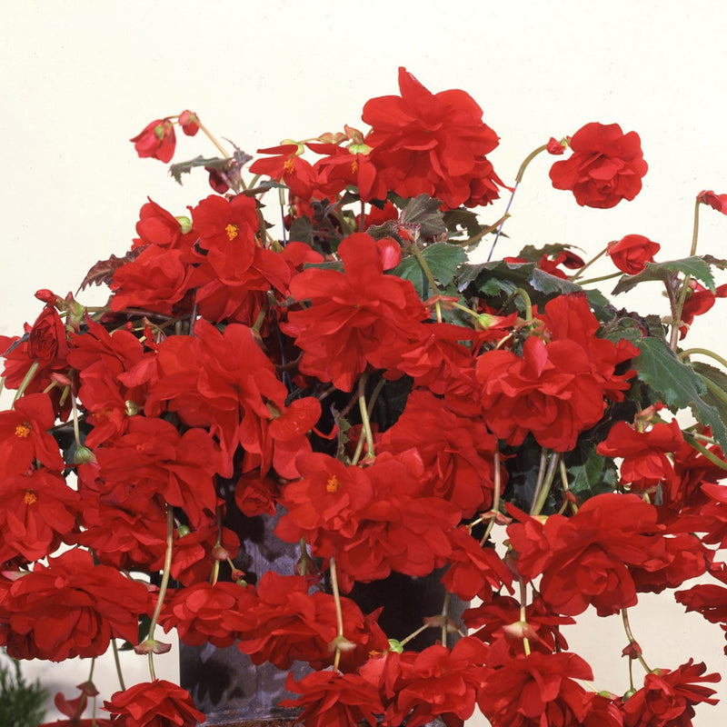 Begonia Hanging Basket Red