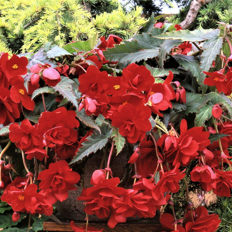 Begonia Hanging Basket Red