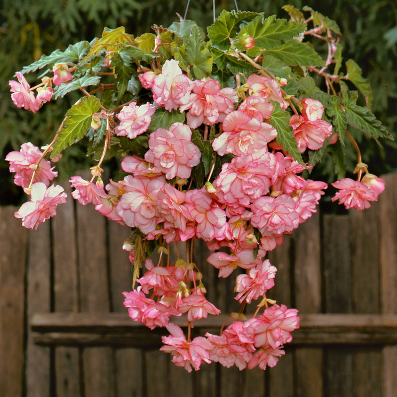 Begonia Hanging Basket White Pink Picotee