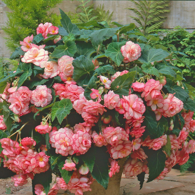 Begonia Hanging Basket White Pink Picotee