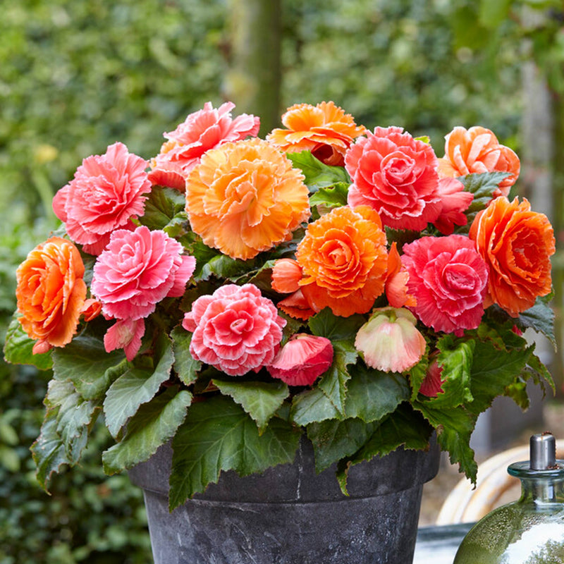 Begonia Lace Sunset Collection