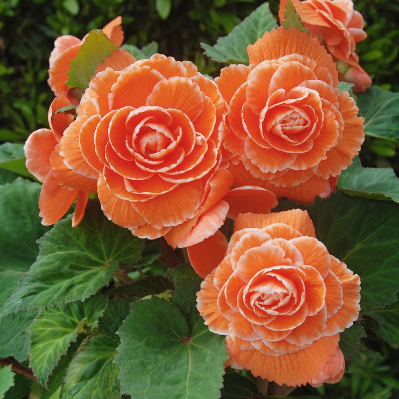 Begonia Picotee Lace Apricot