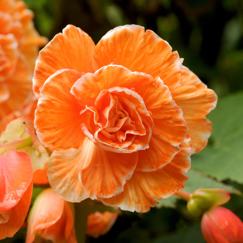 Begonia Picotee Lace Apricot