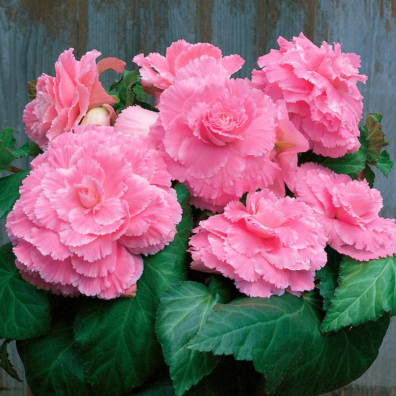 Begonia Picotee Lace Pink