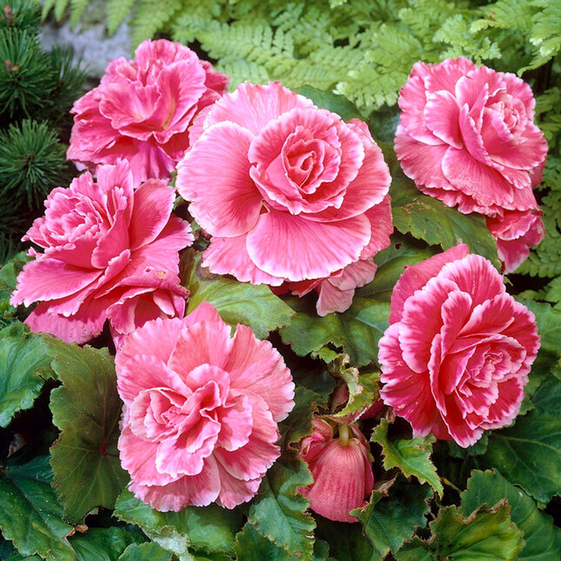 Begonia Picotee Lace Pink