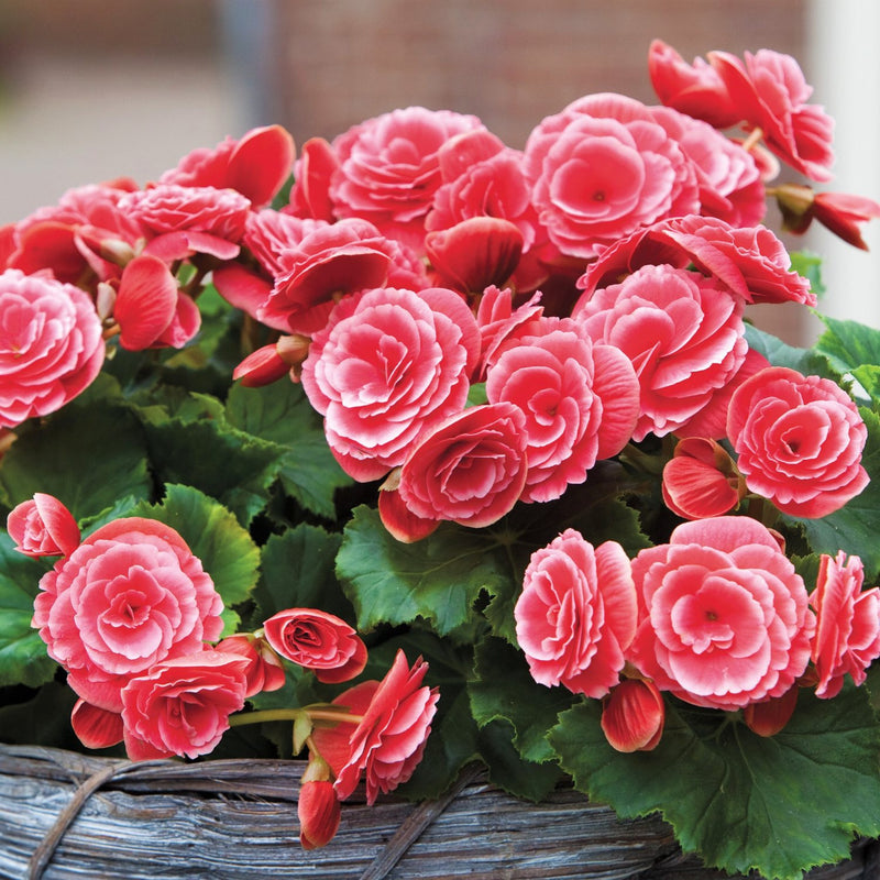 Begonia Picotee Lace Red