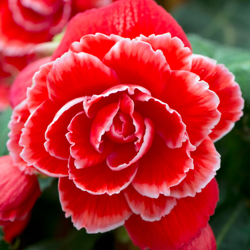 Begonia Picotee Lace Red