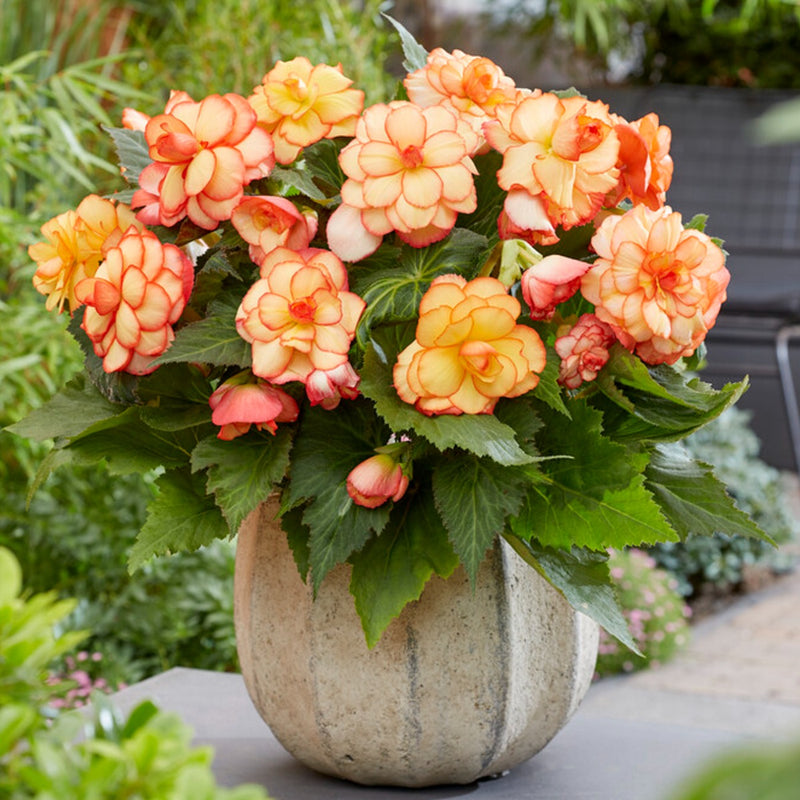 Begonia Picotee Sunburst