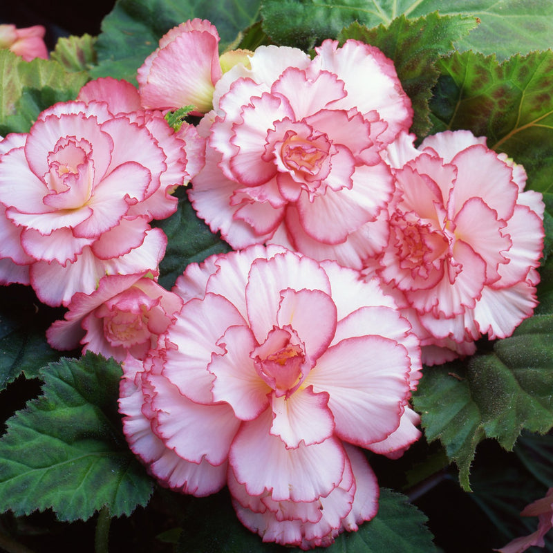 Begonia Picotee White Pink