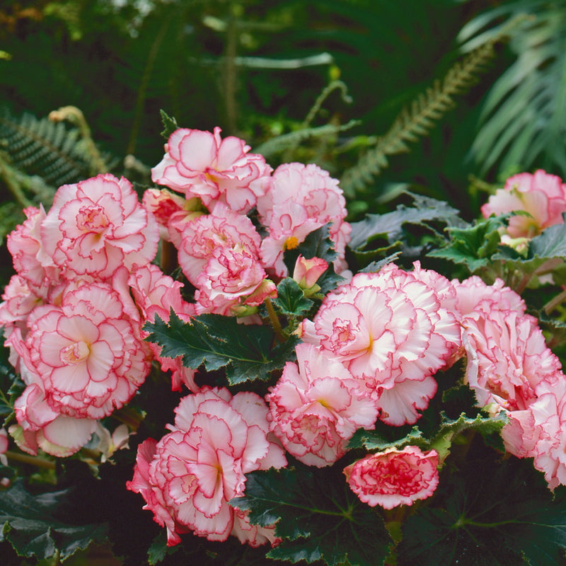 Begonia Picotee White Pink