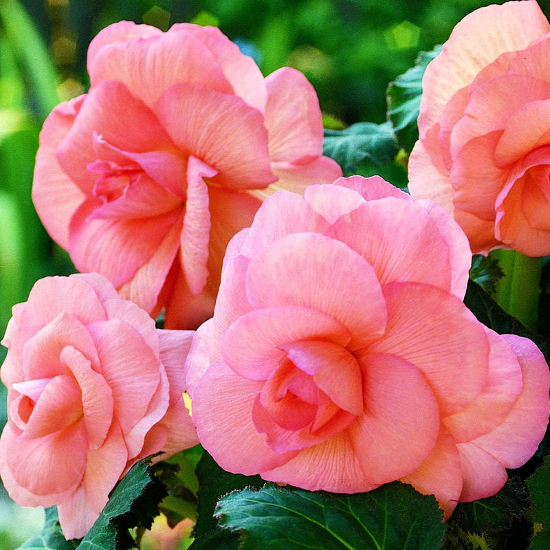 Begonia Roseform Peach