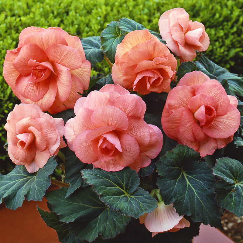 Begonia Roseform Peach