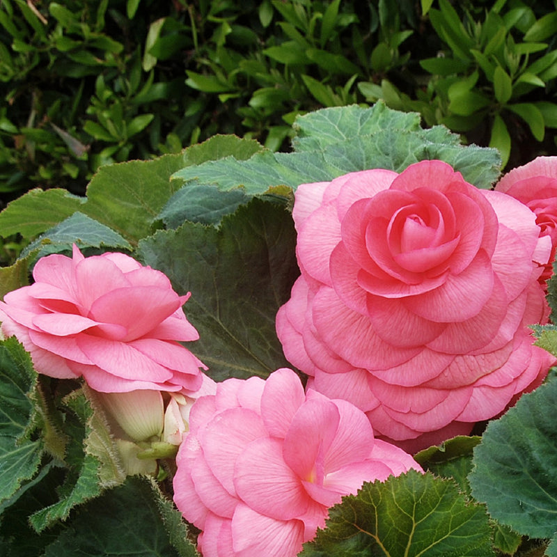 Begonia Roseform Pink