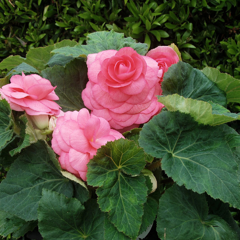 Begonia Roseform Pink