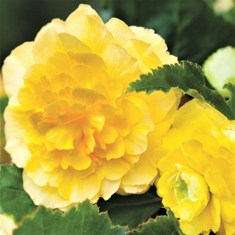 Begonia Hanging Basket Yellow