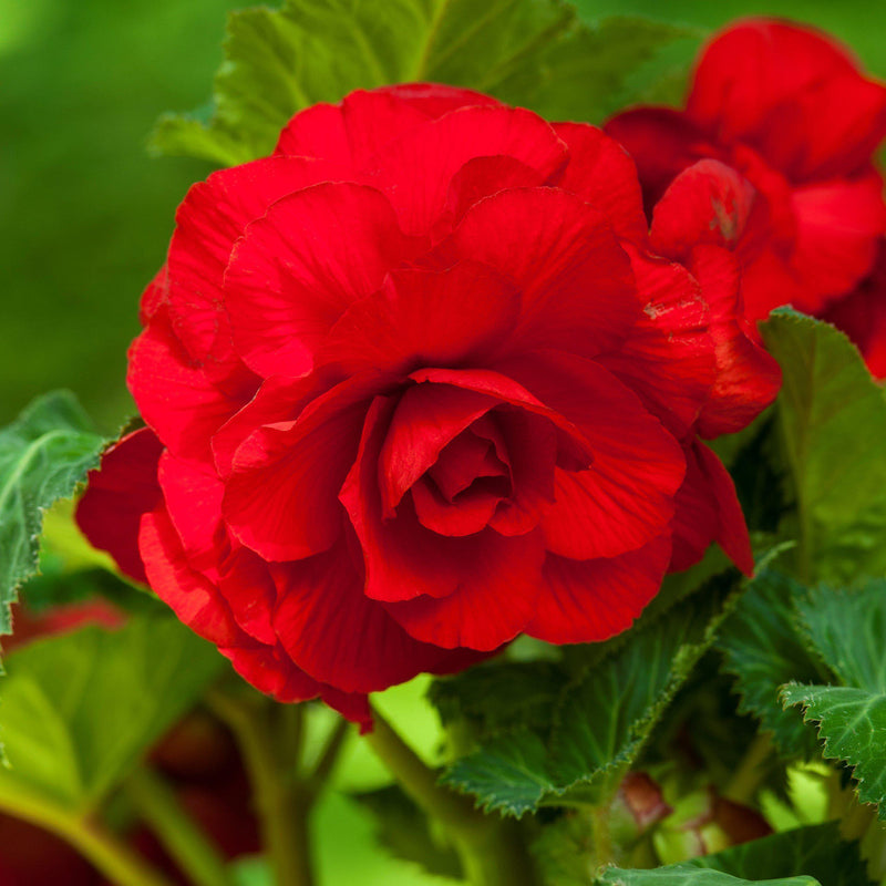 Begonia Roseform Red