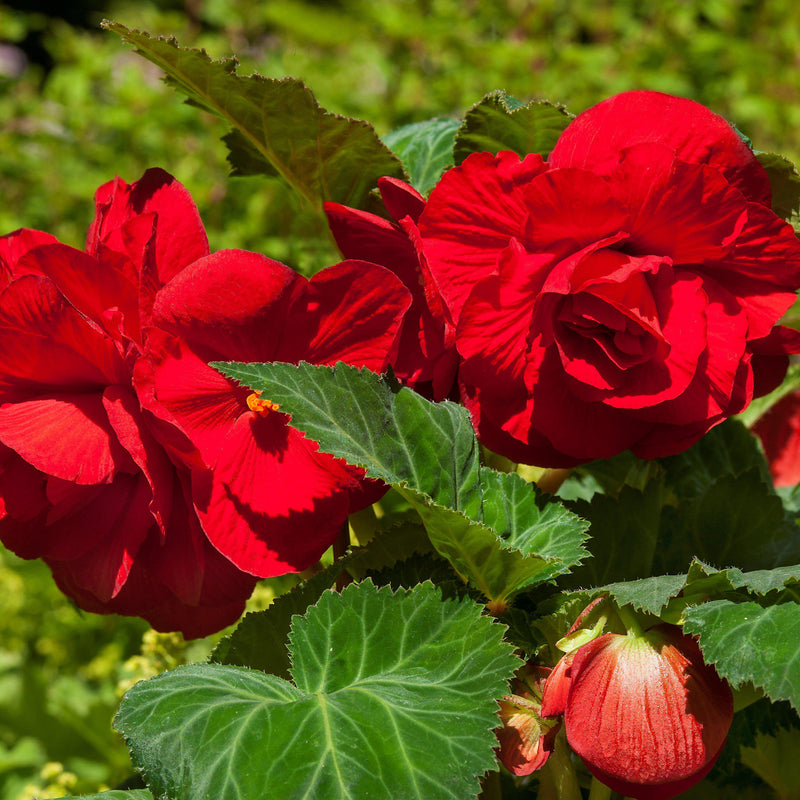 Begonia Roseform Red