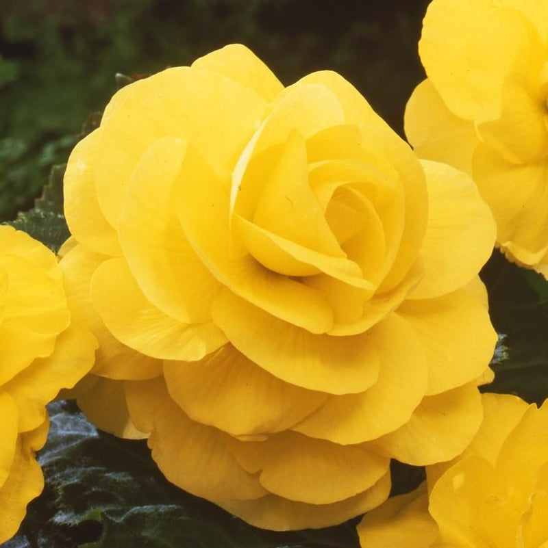 Begonia Roseform Yellow