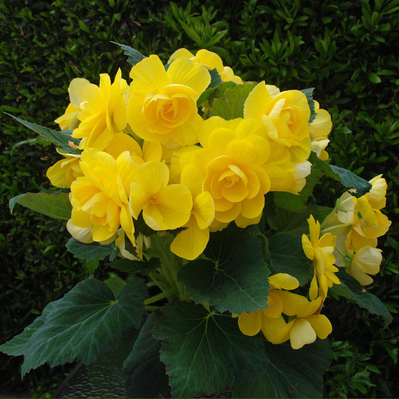 Begonia Roseform Yellow