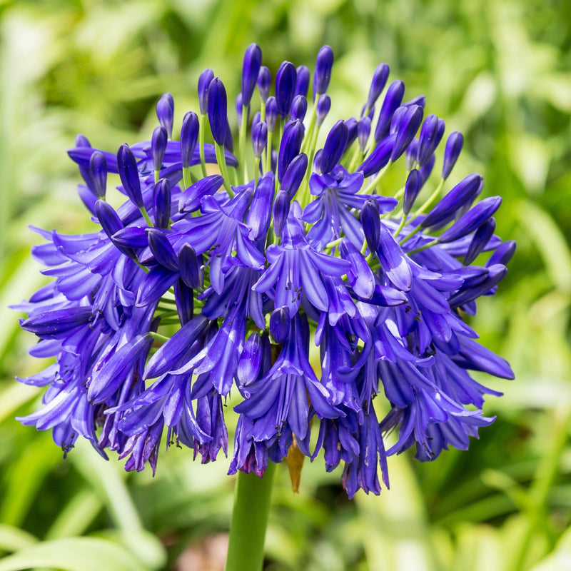 Agapanthus Black Buddhist