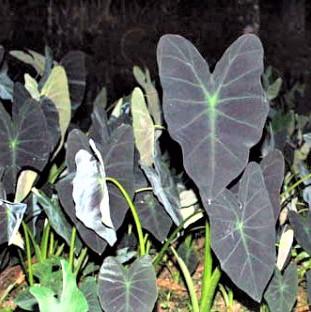 Colocasia 'Black Leaf Illustris'