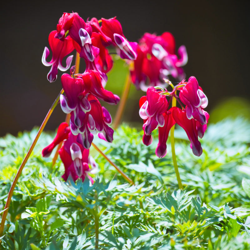 Bleeding Hearts Burning Hearts (Dicentra)