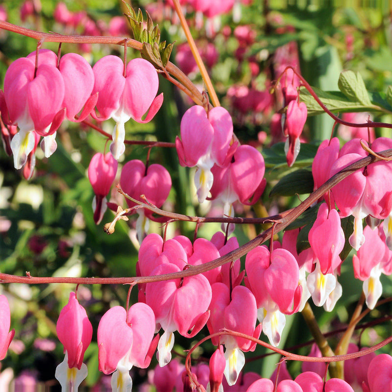 Bleeding Hearts Pink (Dicentra)