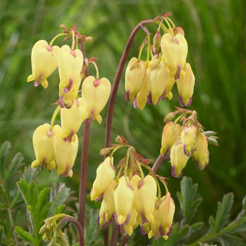 Bleeding Hearts