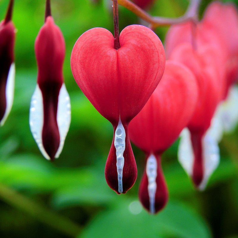 Bleeding Hearts Valentine (Dicentra)