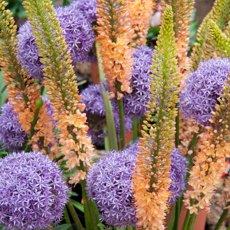 Spheres & Spires Blend - Allium & Eremurus