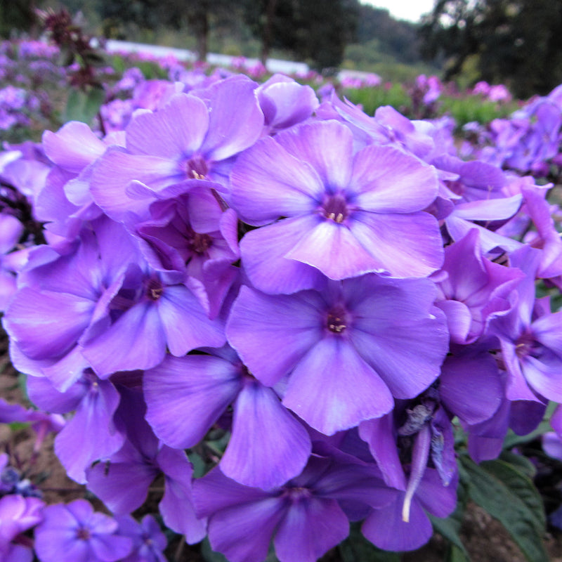 Phlox Blue Paradise