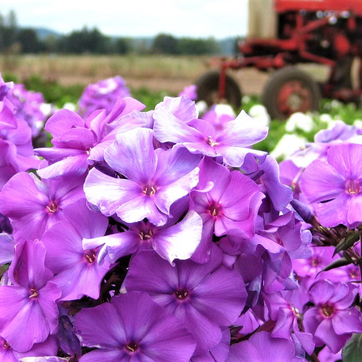 Phlox Colorful Combo Collection