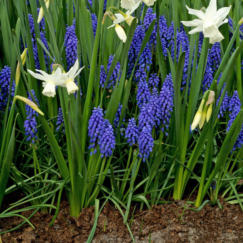 Serenity Blend - Muscari & Narcissus