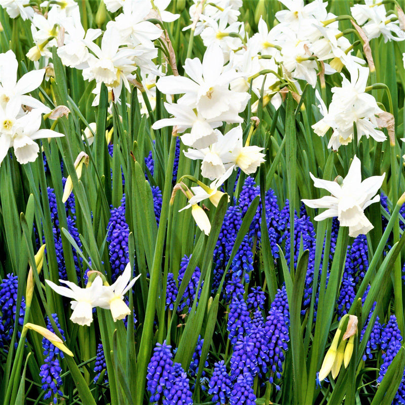 Serenity Blend - Muscari & Narcissus