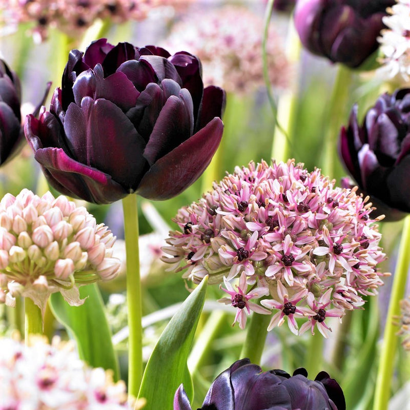 Beauty & Sparkle Blend - Allium and Tulips