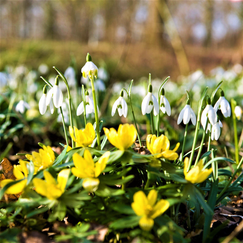 Winter's End Blend - Eranthis & Galanthus