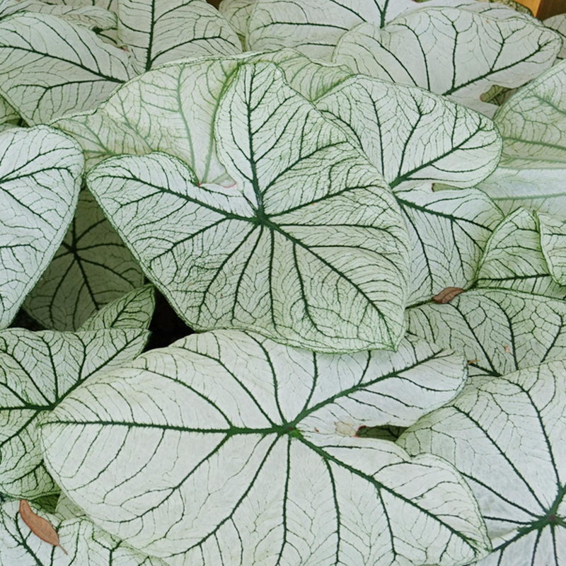 Caladium Allure