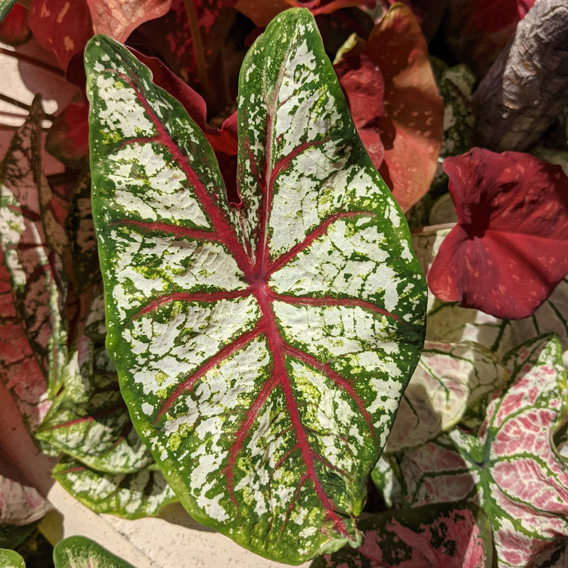 Caladium Celebration