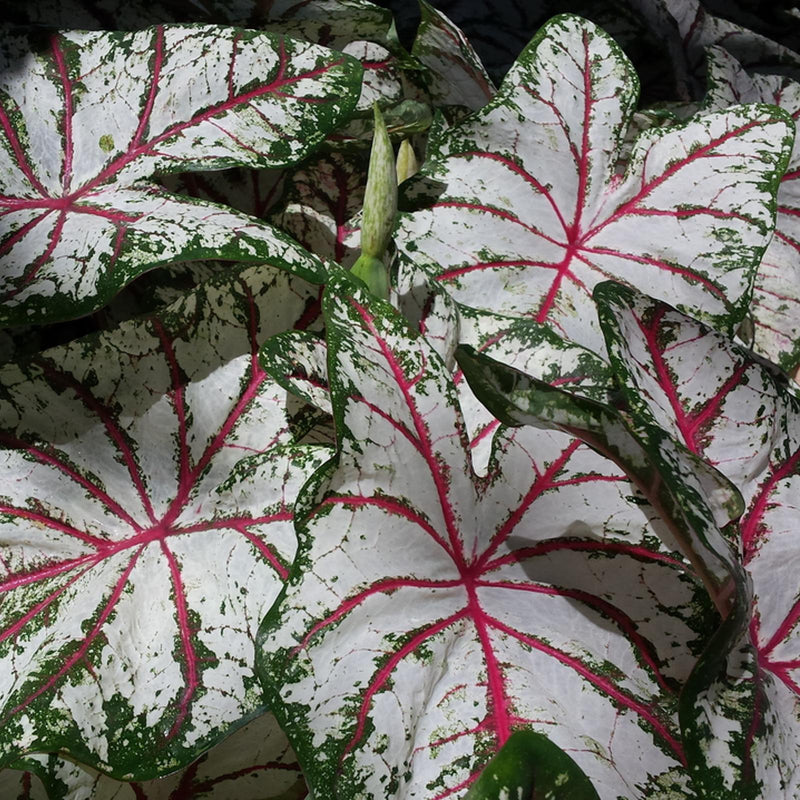 Caladium Celebration