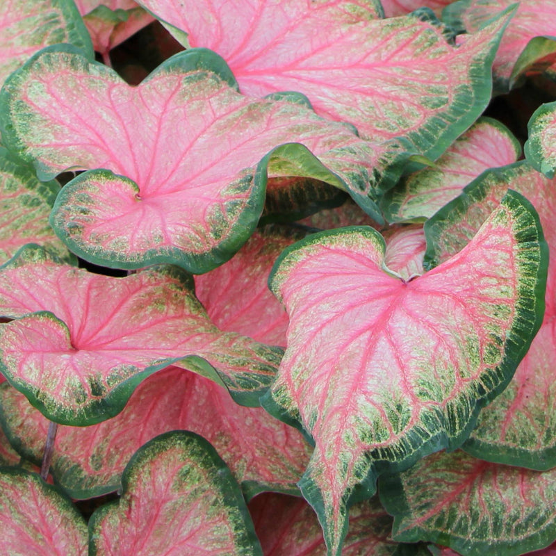 Caladium Chinook