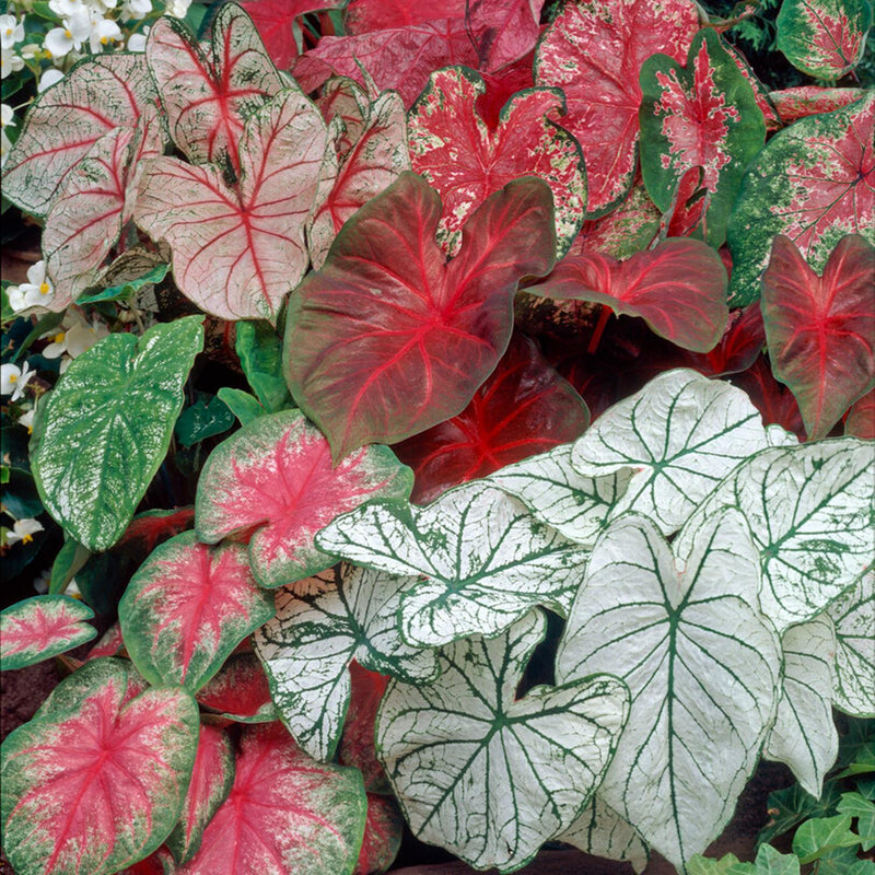 Caladium Shady Lady Fancy Mix