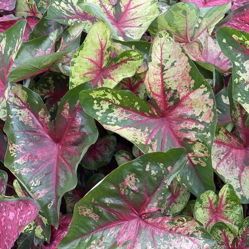 Caladium Flatter Me