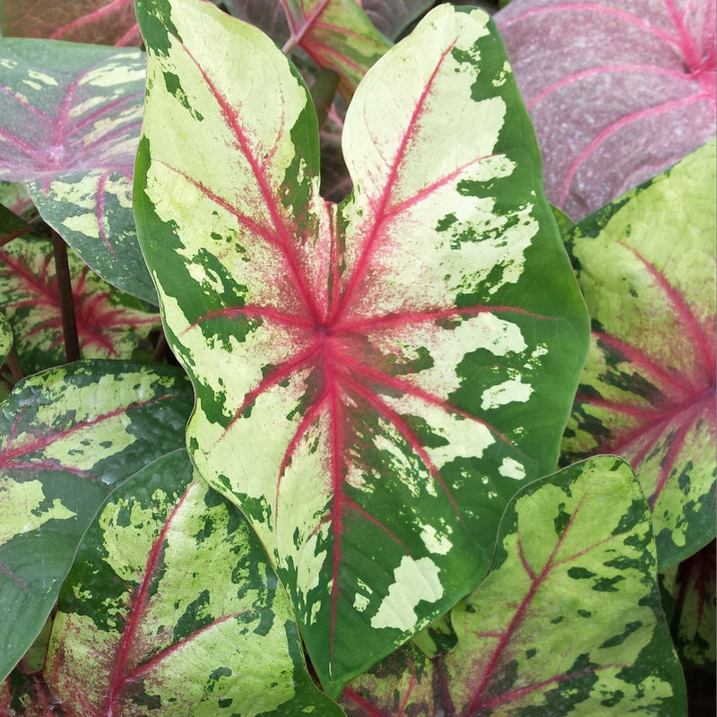 Caladium Flatter Me