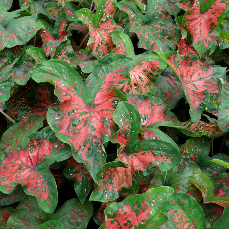 Caladium Freckles