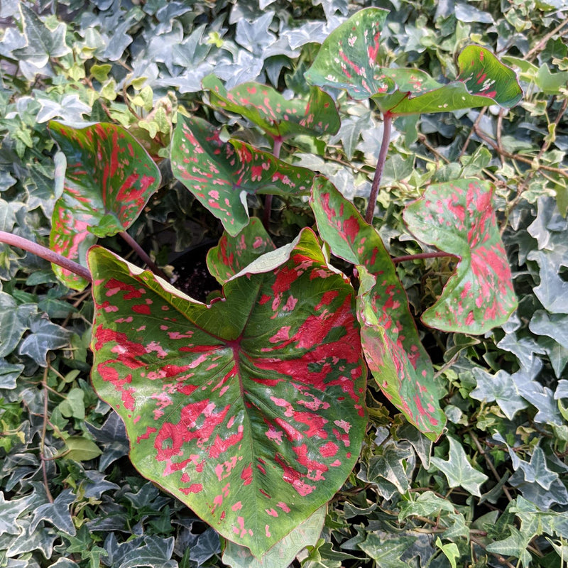 Caladium Freckles