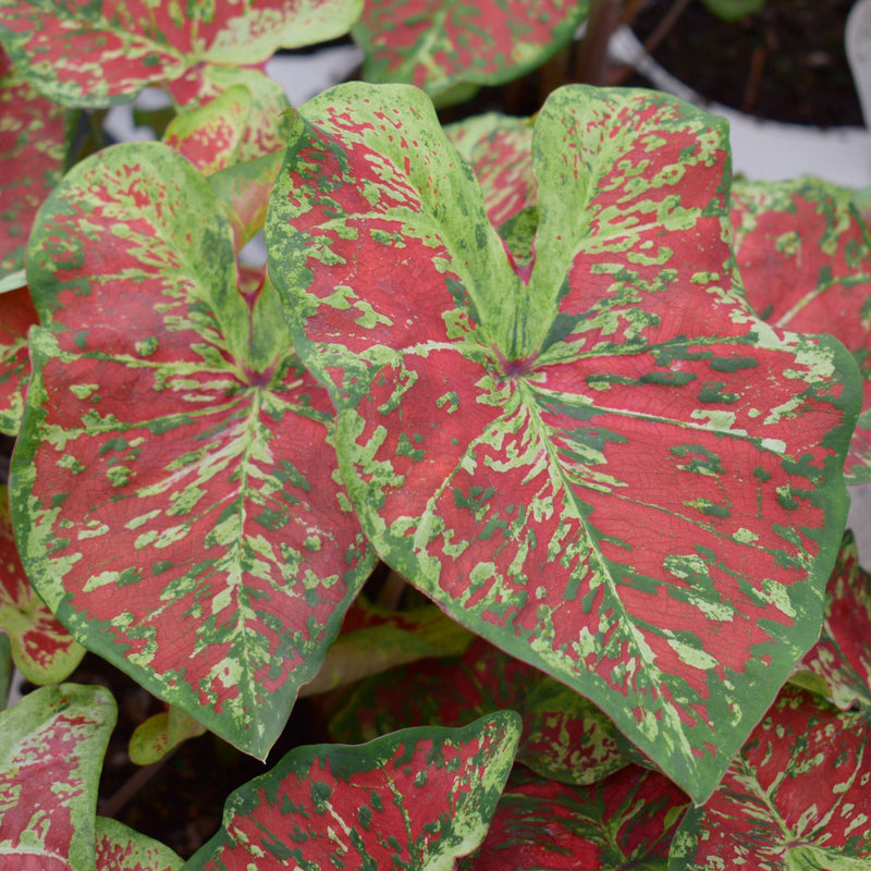 Caladium Mesmerized